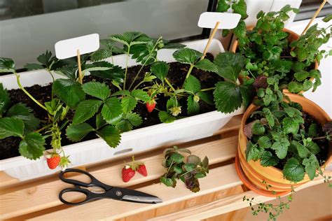 Wie Man Den Garten Vorbereitet, Um Gemüse, Obst Und Kräuter Anzubauen